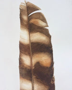 Load image into Gallery viewer, Australian Kookaburra Feather
